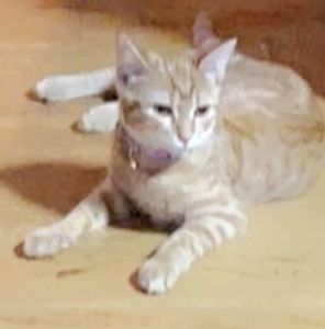 Meet your Posher, Eileen